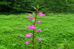 Impatiens balsamina var. macrantha